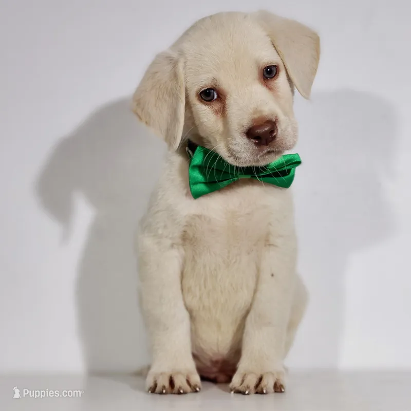RUGER – Labrador Retriever puppy for sale in Carson City, MI