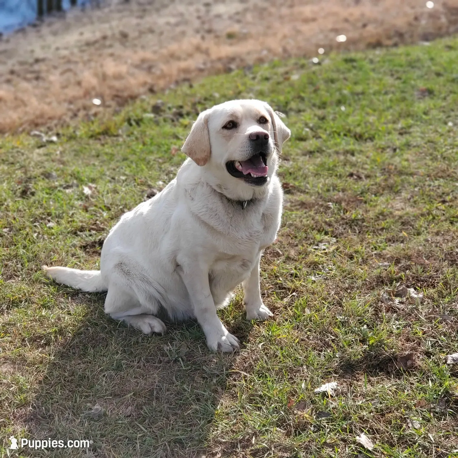 FULL ENGLISH AKC HUNTER, a male Labrador Retriever for sale in Carson City, MI – 8 of 9