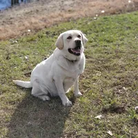 Orange Collar, a male Labrador Retriever for sale in Carson City, MI – 5 of 5