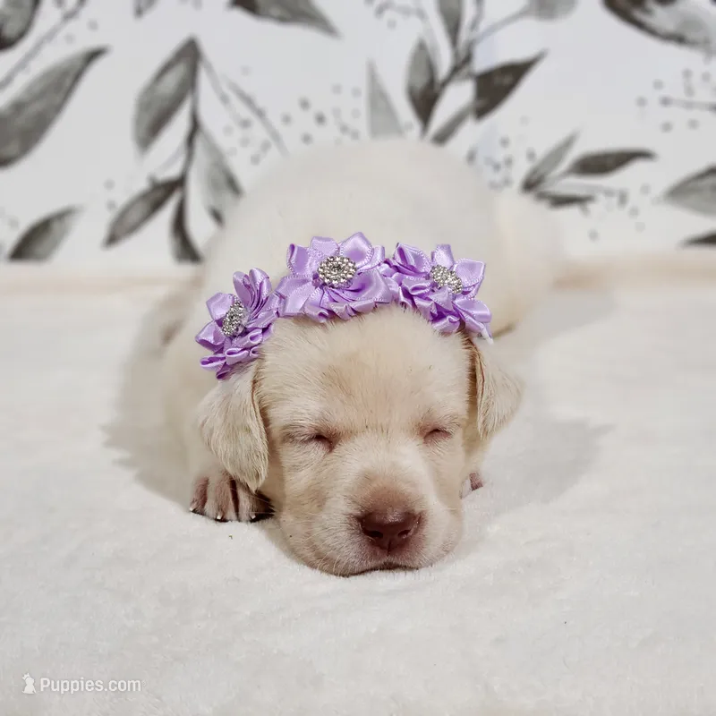 Snowflake – White English Labrador Puppy – Labrador Retriever puppy for sale in Carson City, MI