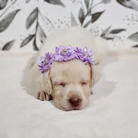 Snowflake – White English Labrador Puppy, a female Labrador Retriever for sale in Carson City, MI – 1 of 4