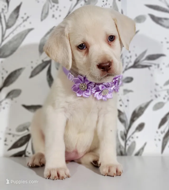 PURPLE COLLAR – Labrador Retriever puppy for sale in Carson City, MI