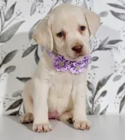 PURPLE COLLAR, a female Labrador Retriever for sale in Carson City, MI – 1 of 5