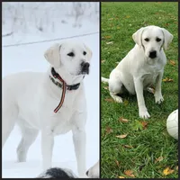 AKC DARK PINK COLLAR FEMALE, a female Labrador Retriever for sale in Carson City, MI – Photo 4 of 4