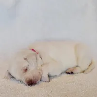 AKC DARK PINK COLLAR FEMALE, a female Labrador Retriever for sale in Carson City, MI – Photo 2 of 4