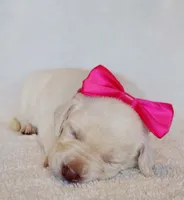 AKC DARK PINK COLLAR FEMALE, a female Labrador Retriever for sale in Carson City, MI – Photo 1 of 4