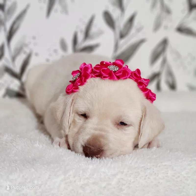 AKC DARK PINK COLLAR FEMALE – Labrador Retriever puppy for sale in Carson City, MI