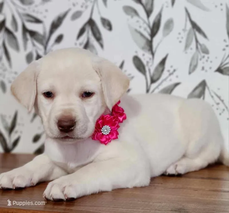AKC DARK PINK COLLAR FEMALE – Labrador Retriever puppy for sale in Carson City, MI