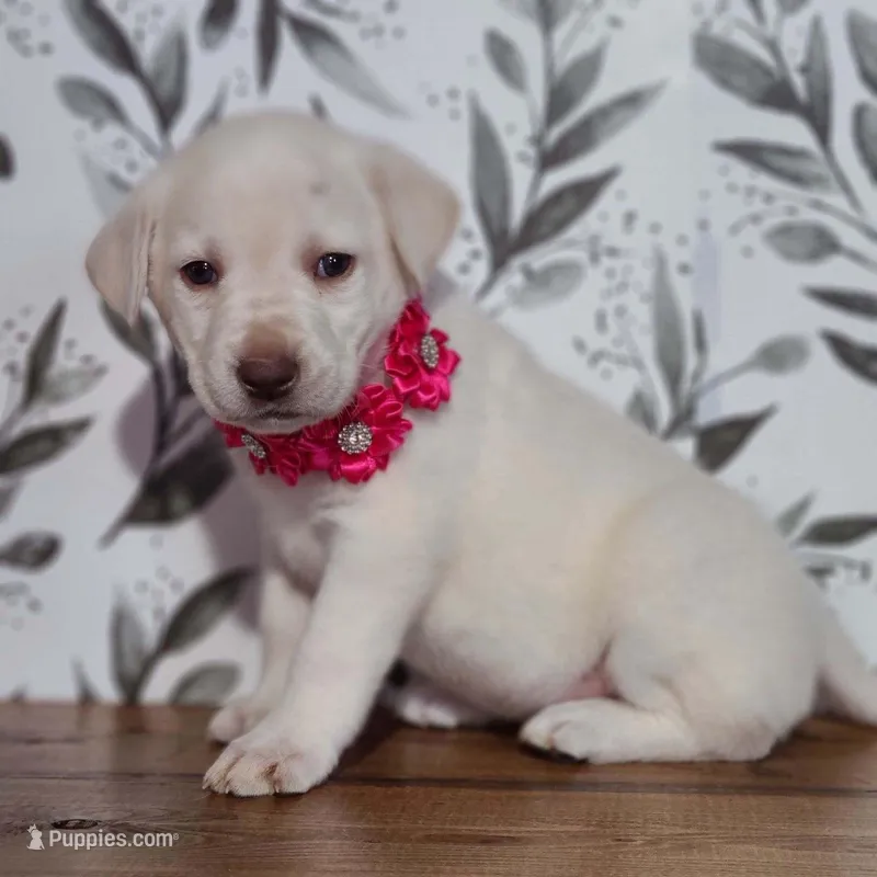 AKC DARK PINK COLLAR FEMALE – Labrador Retriever puppy for sale in Carson City, MI