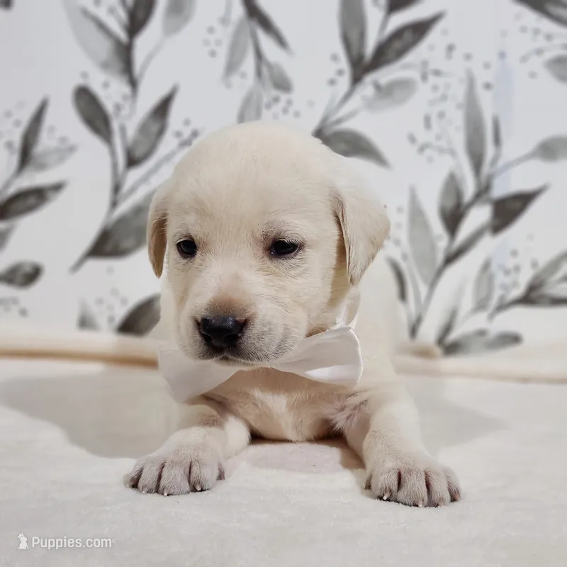 FULL ENGLISH WHITE COLLAR – Labrador Retriever puppy for sale in Carson City, MI