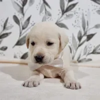 FULL ENGLISH WHITE COLLAR, a male Labrador Retriever for sale in Carson City, MI – 1 of 2