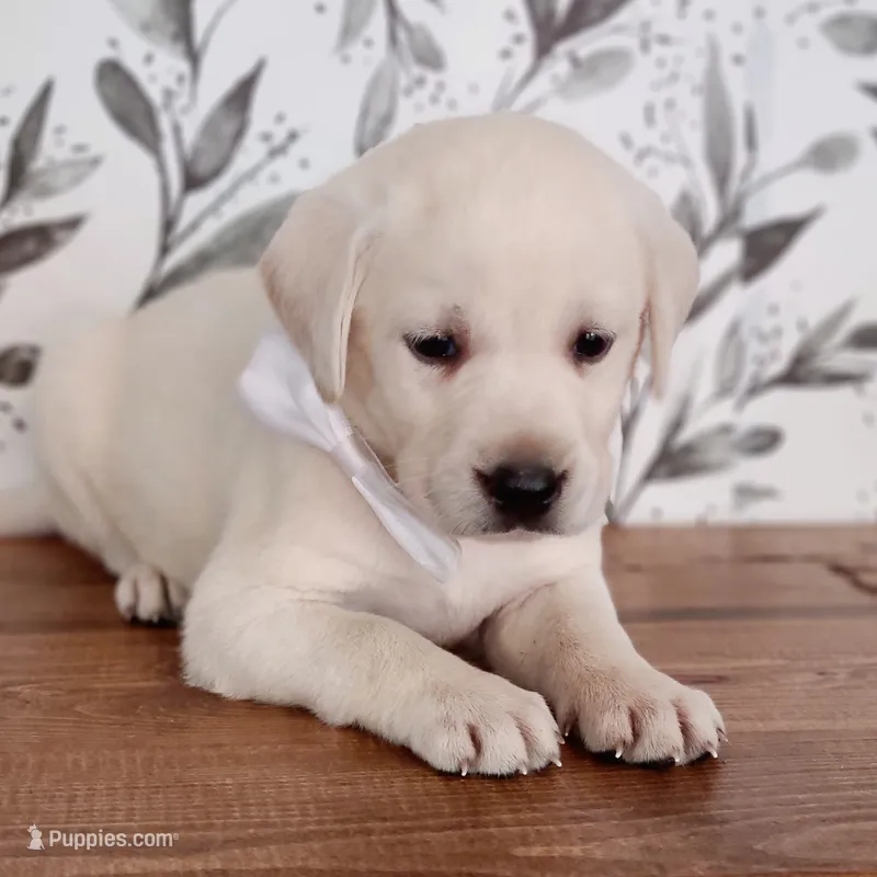 FULL ENGLISH WHITE COLLAR – Labrador Retriever puppy for sale in Carson City, MI