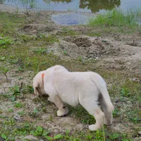 AKC HUNTER, a male Labrador Retriever for sale in Carson City, MI – 8 of 9