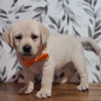 Orange Collar, a male Labrador Retriever for sale in Carson City, MI – 3 of 5