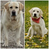 Blue collar , a male Labrador Retriever for sale in Carson City, MI – 4 of 4