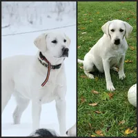 AKC LIGHT BLUE COLLAR, a female Labrador Retriever for sale in Carson City, MI – 2 of 2