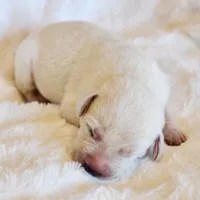FULL ENGLISH LABRADOR PUPPY, a male Labrador Retriever for sale in Carson City, MI – 4 of 5
