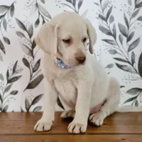 SADIE, a female Labrador Retriever for sale in Carson City, MI – 4 of 7