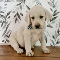 AKC FINN, a male Labrador Retriever for sale in Carson City, MI – 6 of 7