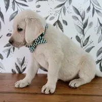 AKC FINN, a male Labrador Retriever for sale in Carson City, MI – 4 of 7