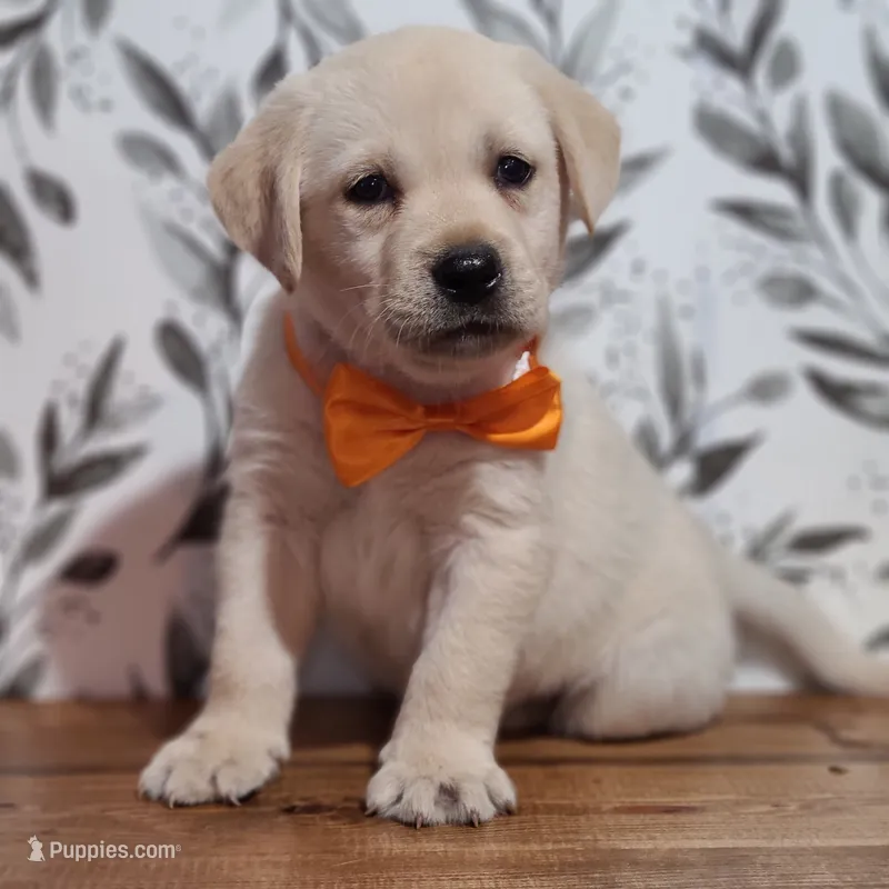Orange Collar – Labrador Retriever puppy for sale in Carson City, MI