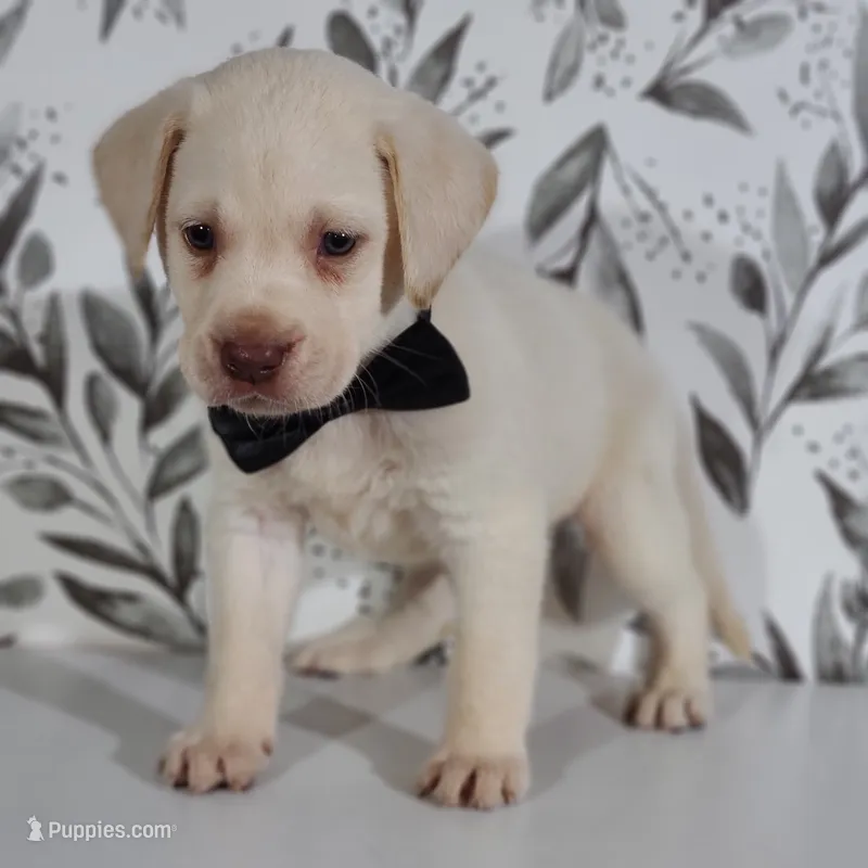 FULL ENGLISH BLACK COLLAR – Labrador Retriever puppy for sale in Carson City, MI