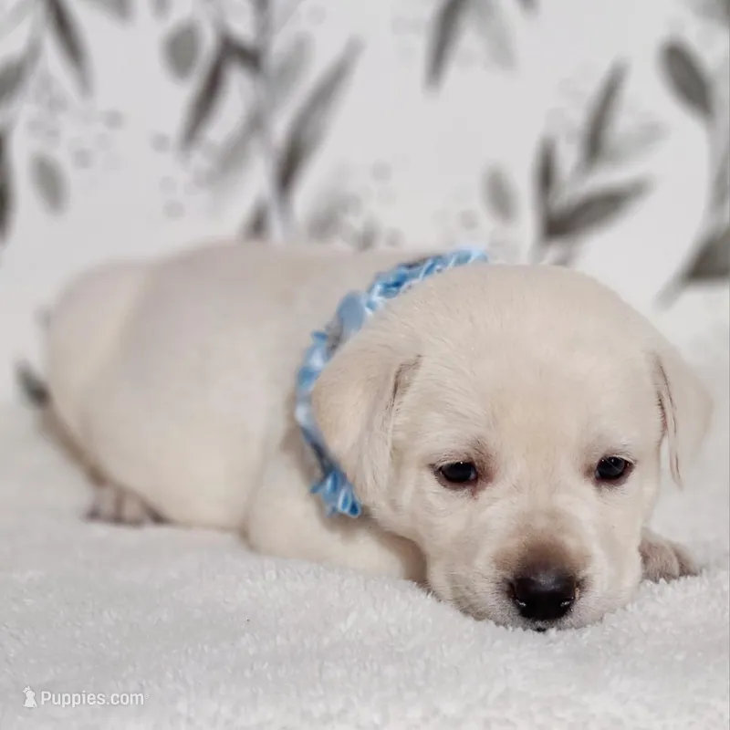 FULL ENGLISH AKC LAB(LT BLUE COLAR) – Labrador Retriever puppy for sale in Carson City, MI