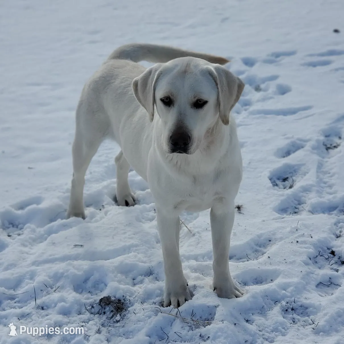 FULL ENGLISH AKC LAB, a male Labrador Retriever for sale in Carson City, MI – Photo 3 of 3