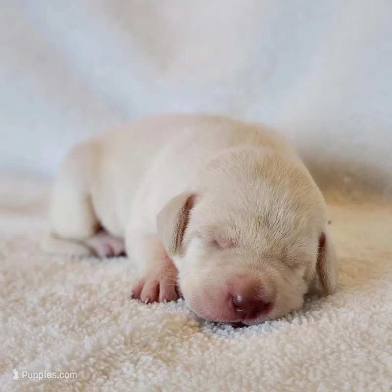 FULL ENGLISH AKC LAB