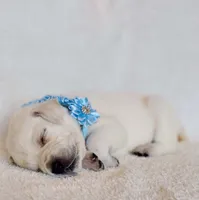 FULL ENGLISH AKC LAB(LT BLUE COLAR), a female Labrador Retriever for sale in Carson City, MI – Photo 3 of 5