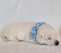 FULL ENGLISH AKC LAB(LT BLUE COLAR), a female Labrador Retriever for sale in Carson City, MI – Photo 2 of 5