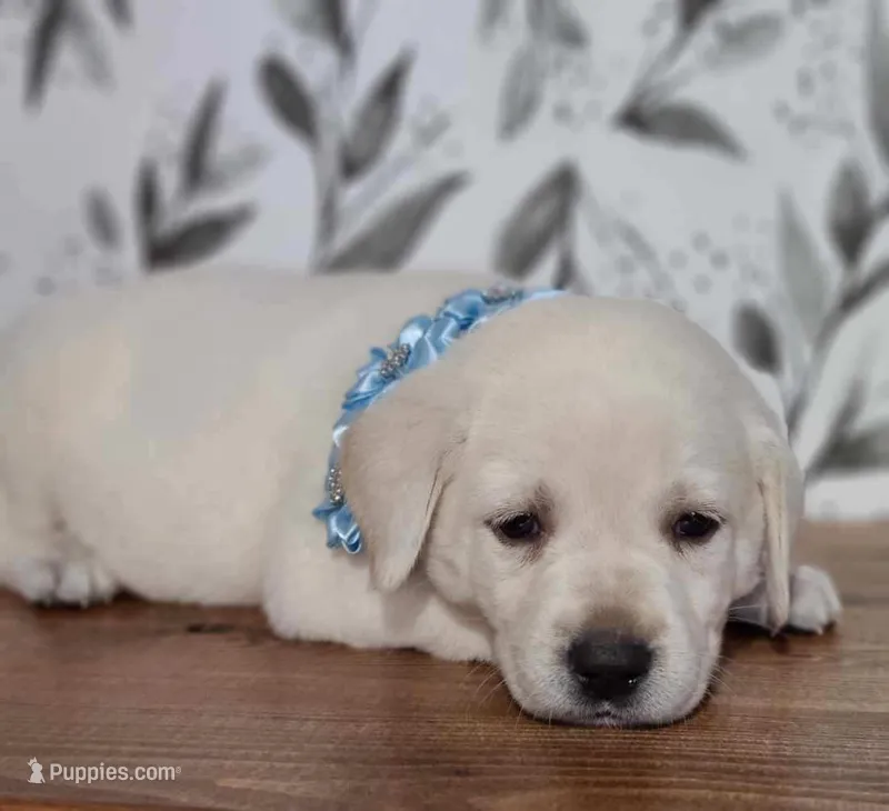 FULL ENGLISH AKC LAB(LT BLUE COLAR) – Labrador Retriever puppy for sale in Carson City, MI
