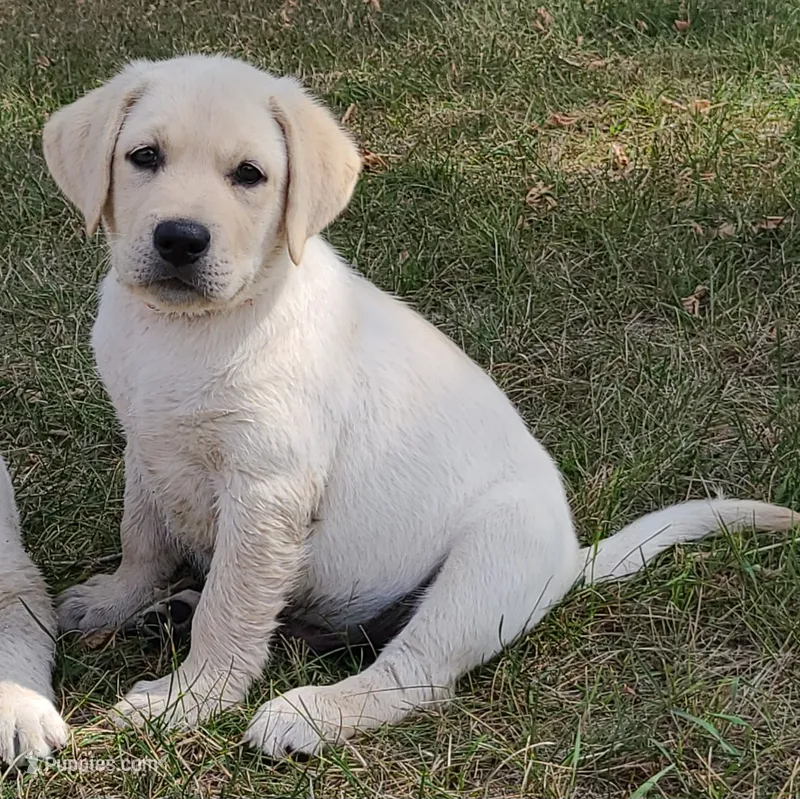 AKC HUNTER – Labrador Retriever puppy for sale in Carson City, MI