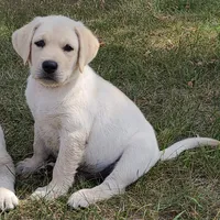 FULL ENGLISH AKC HUNTER, a male Labrador Retriever for sale in Carson City, MI – 3 of 9