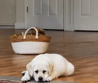 white lab puppy due, a  Labrador Retriever for sale in Carson City, MI – 2 of 5