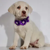 KINLEY (FULL ENGLISH), a female Labrador Retriever for sale in Carson City, MI – 3 of 4