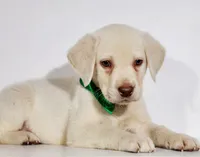 RUGER, a male Labrador Retriever for sale in Carson City, MI – 8 of 8