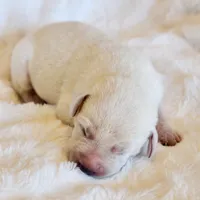 FULL ENGLISH LABRADOR PUPPY, a male Labrador Retriever for sale in Carson City, MI – 3 of 5