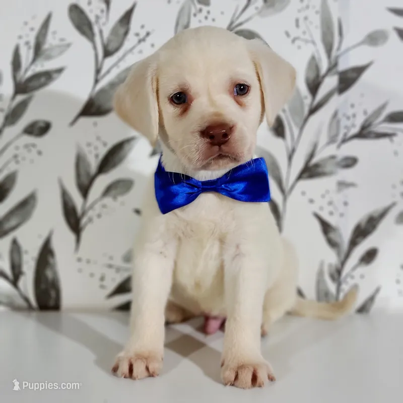 DARK BLUE COLLAR (FULL ENGLISH) – Labrador Retriever puppy for sale in Carson City, MI