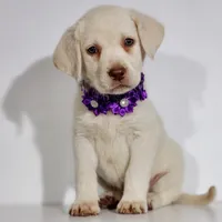 KINLEY (FULL ENGLISH), a female Labrador Retriever for sale in Carson City, MI – 4 of 4