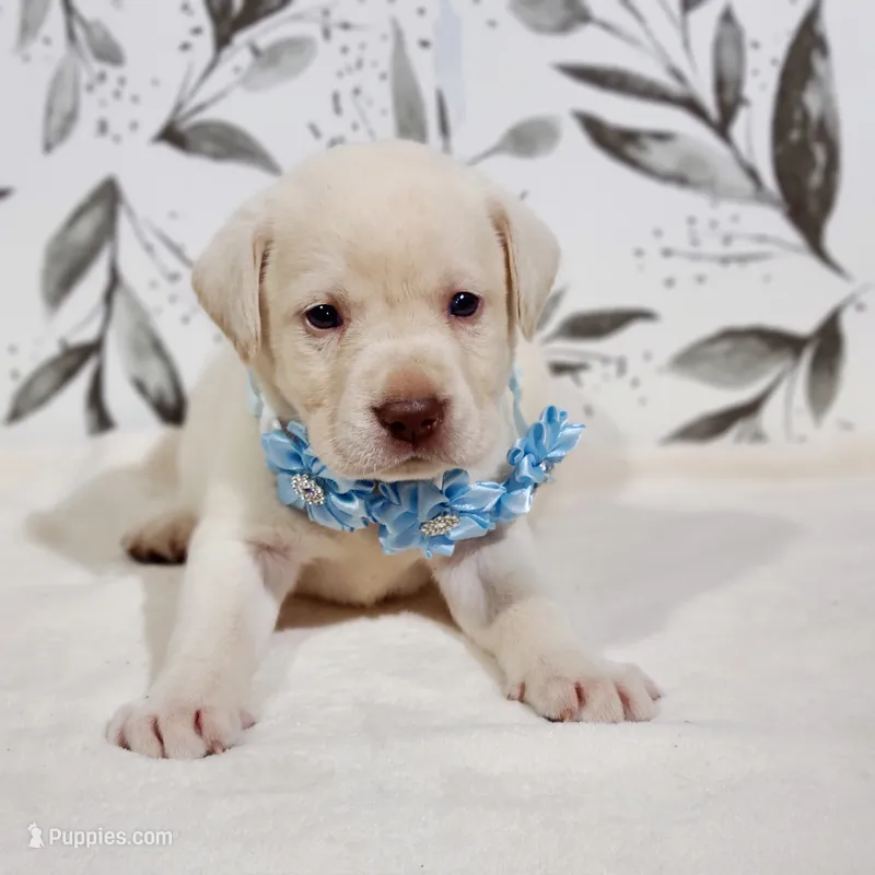 AKC LIGHT BLUE COLLAR – Labrador Retriever puppy for sale in Carson City, MI