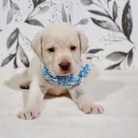 AKC LIGHT BLUE COLLAR, a female Labrador Retriever for sale in Carson City, MI – 1 of 2
