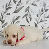 PINK COLLAR, a female Labrador Retriever for sale in Carson City, MI – 4 of 5