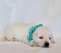 AKC FULL ENGLISH TEAL COLLAR FEMALE, a female Labrador Retriever for sale in Carson City, MI – Photo 2 of 4