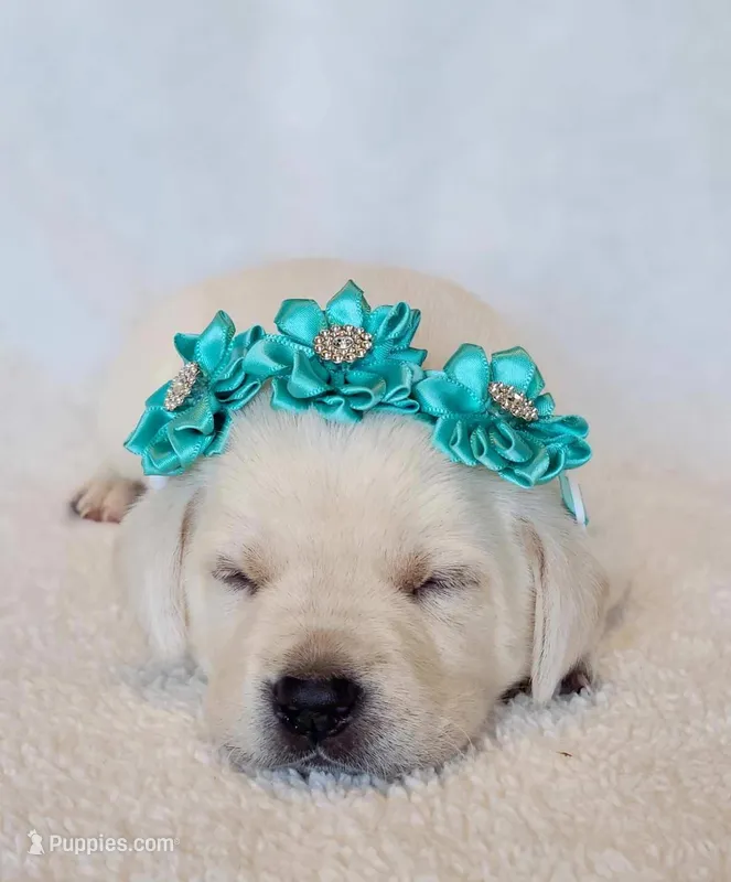 AKC FULL ENGLISH TEAL COLLAR FEMALE, a female Labrador Retriever for sale in Carson City, MI – Photo 1 of 4