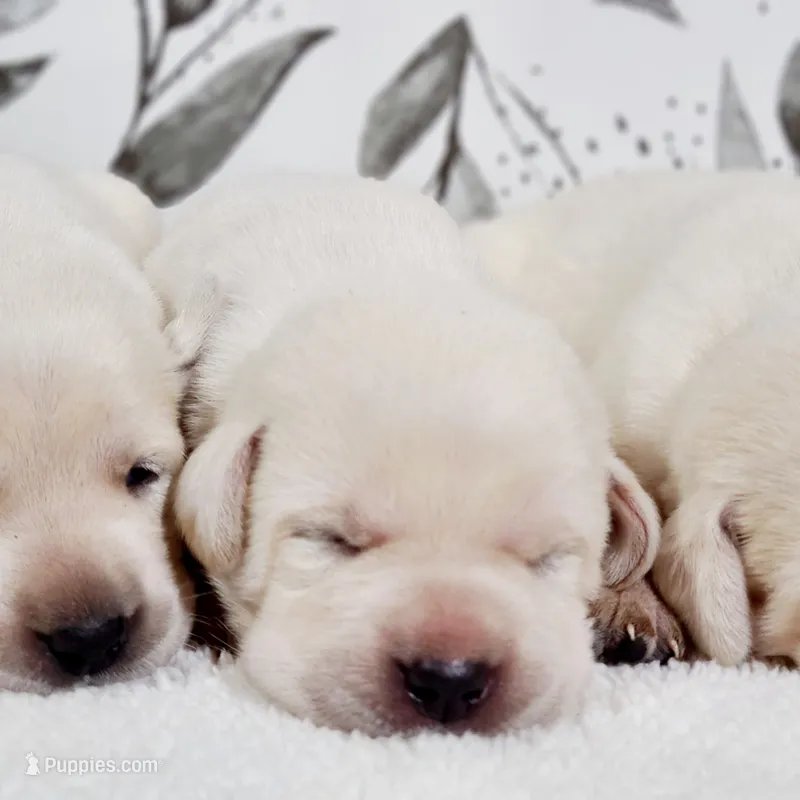 FULL ENGLISH LABRADOR PUPPY – Labrador Retriever puppy for sale in Carson City, MI
