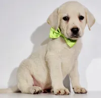 AKC FINN, a male Labrador Retriever for sale in Carson City, MI – 1 of 7