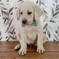 AKC FINN, a male Labrador Retriever for sale in Carson City, MI – 5 of 7