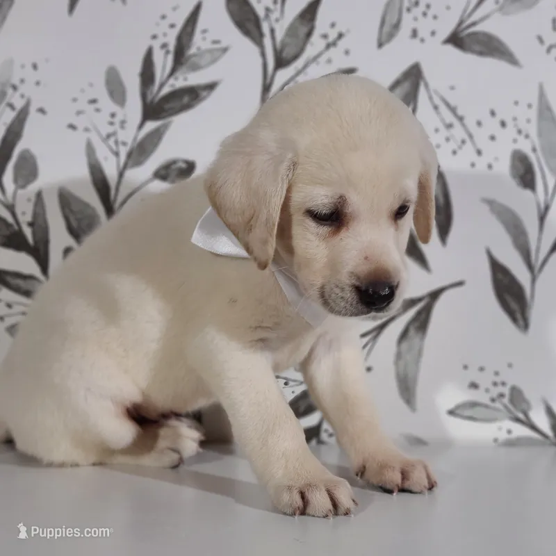 FULL ENGLISH WHITE COLLAR – Labrador Retriever puppy for sale in Carson City, MI