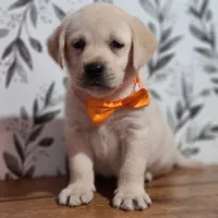 Orange Collar, a male Labrador Retriever for sale in Carson City, MI – 2 of 5
